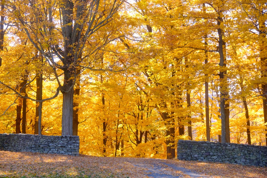 A break for a trail at Andy Goldsworthy's Storm King Wall at the Storm King Art Center in New Windsor, NY on October 23, 2024 with fall foliage in the background.